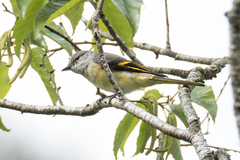 Pericrocotus roseus roseus