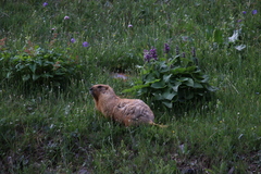 Marmota
