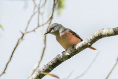 Pericrocotus roseus roseus