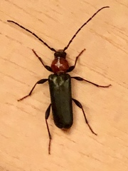 Phymatodes testaceus