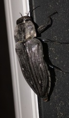 Merimna atrata