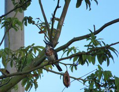 Chloroceryle amazona