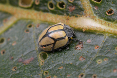 Epilachna viridilineata