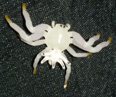 Epicadus heterogaster