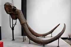Wooly Mammoth photo 4