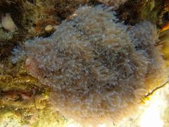 Sansibia