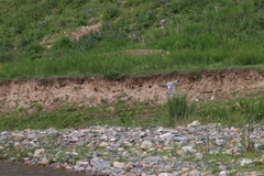 Ibidorhyncha struthersii