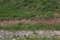 Ibidorhyncha struthersii