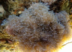 Sansibia