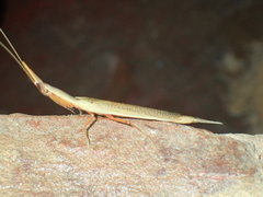 Pyrgomantis rhodesica