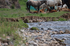 Ibidorhyncha struthersii