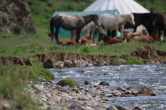 Ibidorhyncha struthersii