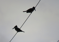 Chloroceryle amazona