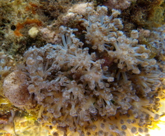 Sansibia