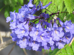 Jacaranda brasiliana