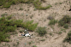 Ibidorhyncha struthersii