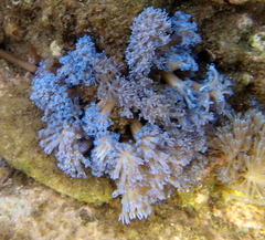 Conglomeratusclera coerulea