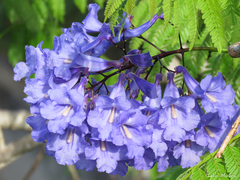 Jacaranda brasiliana