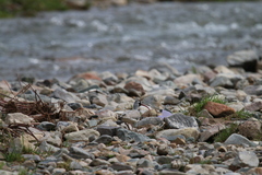 Ibidorhyncha struthersii