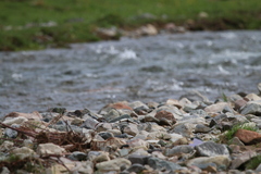 Ibidorhyncha struthersii