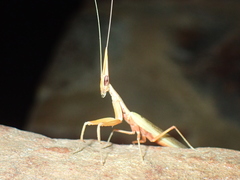 Pyrgomantis rhodesica