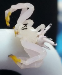 Epicadus heterogaster