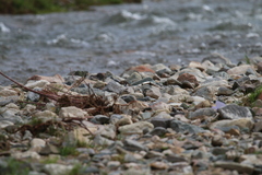 Ibidorhyncha struthersii