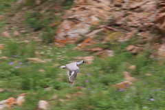 Ibidorhyncha struthersii