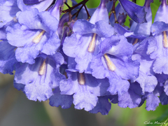 Jacaranda brasiliana