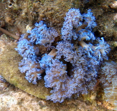 Conglomeratusclera coerulea