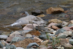 Ibidorhyncha struthersii
