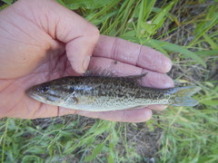 Micropterus treculii