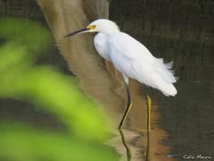 Egretta thula