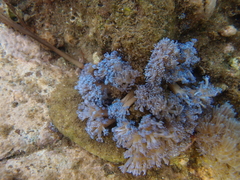 Conglomeratusclera coerulea