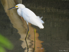 Egretta thula
