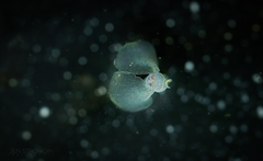 Gastropteron pacificum