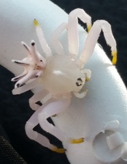 Epicadus heterogaster