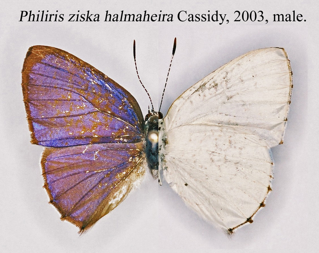 White-margined Moonbeam