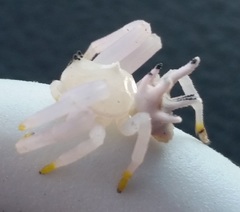 Epicadus heterogaster