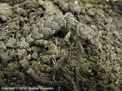 Mediodactylus danilewskii