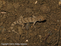 Mediodactylus danilewskii