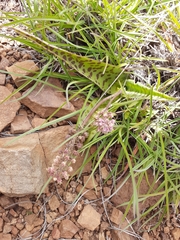 Ledebouria ensifolia