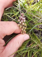 Ledebouria ensifolia