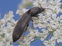 Agriotes gallicus
