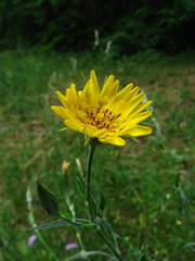 Tragopogon podolicus