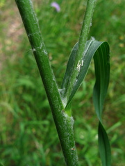 Tragopogon podolicus