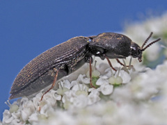 Agriotes gallicus