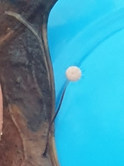 Marasmius hudsonii
