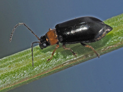 Luperus luperus