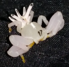 Epicadus heterogaster